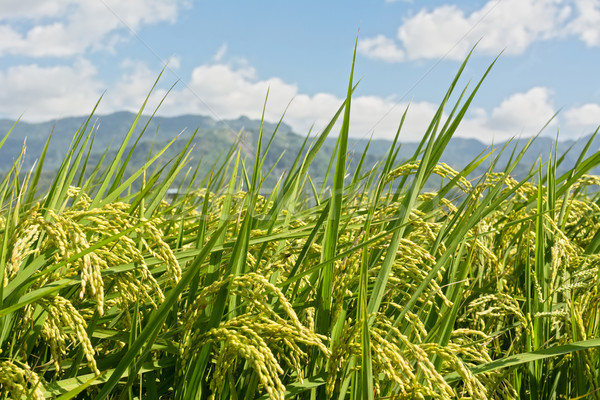 Rural scenery of paddy Stock photo © elwynn