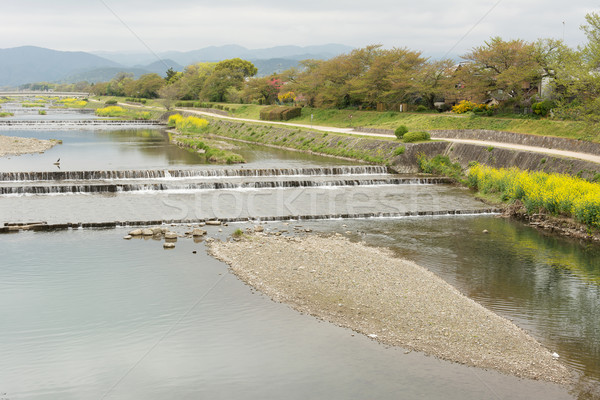 Manzara sarı çiçekler kyoto çiçek manzara köprü Stok fotoğraf © elwynn