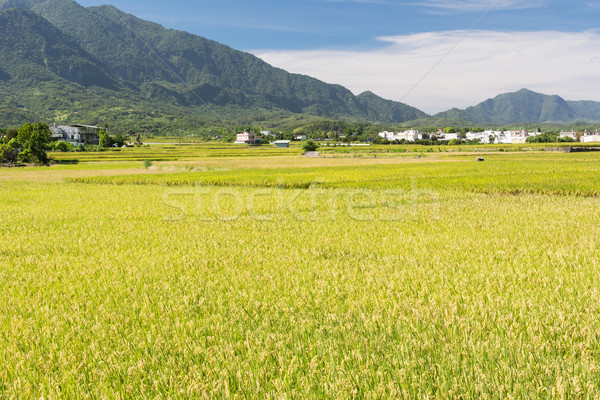 paddy farm Stock photo © elwynn