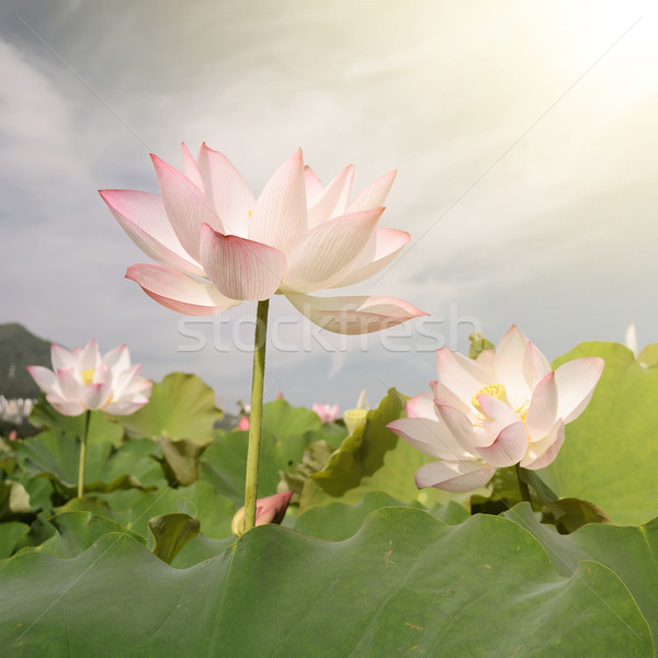 lotus Stock photo © elwynn