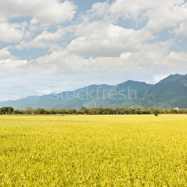 golden paddy rice farm Stock photo © elwynn