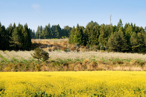 Rural scenery Stock photo © elwynn