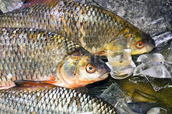 Fish on ice at a market Stock photo © elxeneize