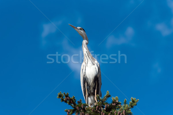 Gray heron in a fir tree Stock photo © elxeneize