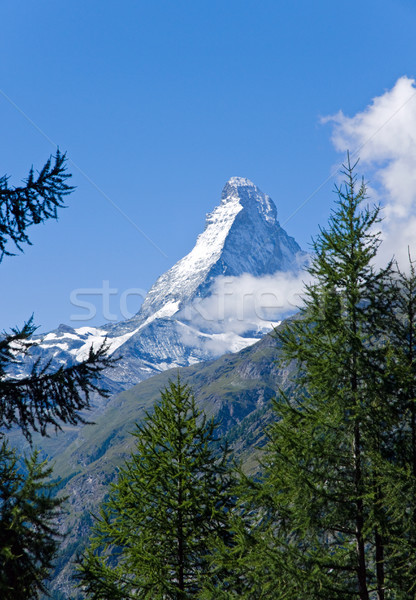 The Matterhorn behind some trees Stock photo © elxeneize