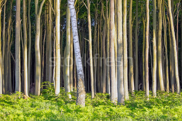 Sűrű fa erdő tavasz fa természet Stock fotó © elxeneize