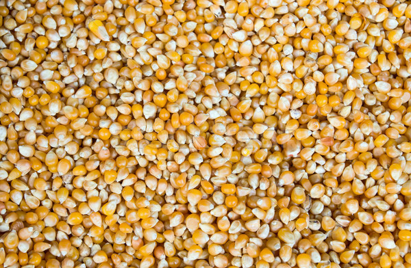 Background from grains of maize Stock photo © elxeneize