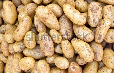 Potatoe background  Stock photo © elxeneize