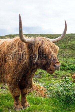 Stock photo: Galloway cattle in Scotland