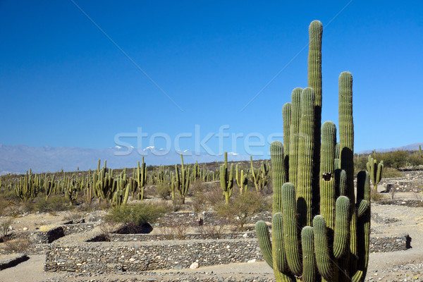 Cacti in the Quilmes ruins Stock photo © elxeneize