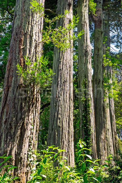 Redwood trees in line Stock photo © elxeneize