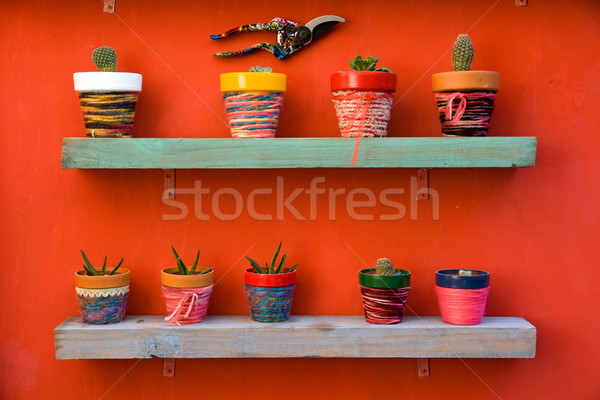 Shelf full of cacti Stock photo © elxeneize