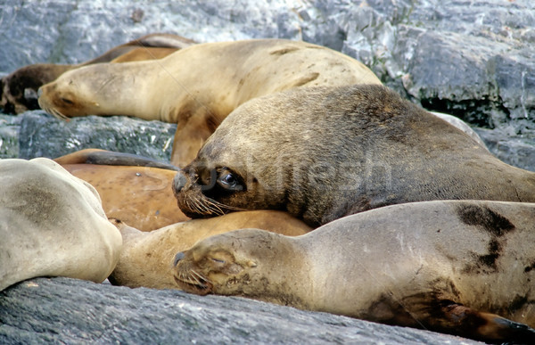 A curious sea lion Stock photo © elxeneize