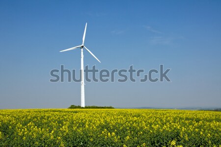 Blue sky, rapeseed and windwheel Stock photo © elxeneize