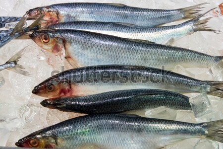 Fresh herring at a fish market Stock photo © elxeneize