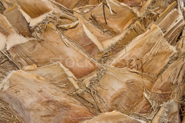 Pálma ugatás közelkép fa sivatag minta Stock fotó © emattil