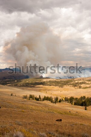 Fire threatens bison pastures in Yellowstone Stock photo © emattil