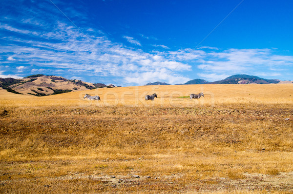 Három zebra Kalifornia part nyár mező Stock fotó © emattil