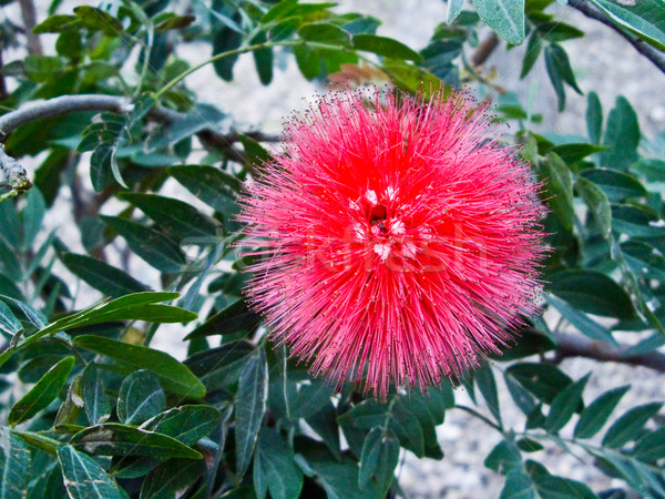 Red Puffball Flower Stock photo © emattil