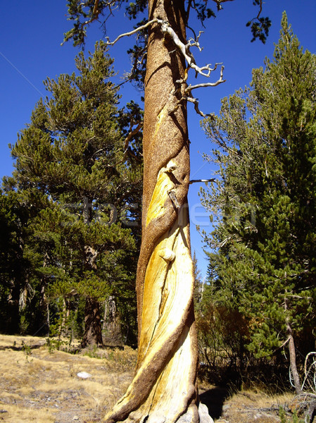 Plaited Tree Stock photo © emattil
