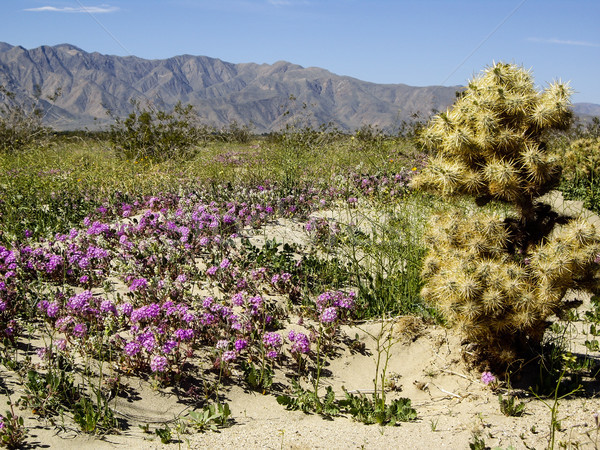 Deserto fiori di campo fiorire natura montagna cactus Foto d'archivio © emattil