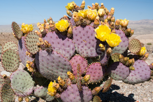 Cacti with yellow flowers Stock photo © emattil