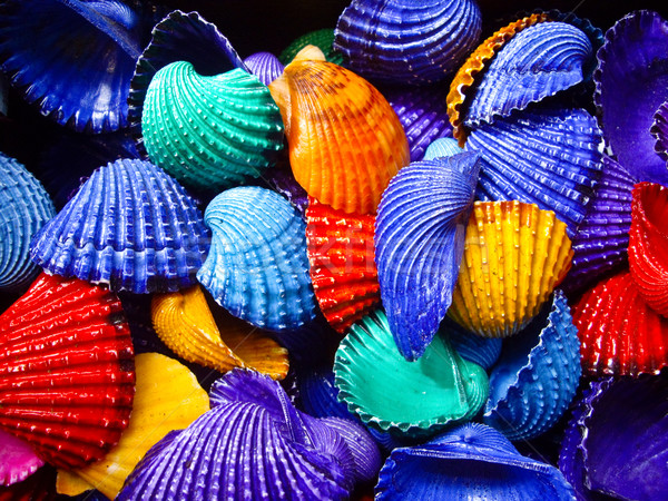 Primary Color Shells Stock photo © emattil