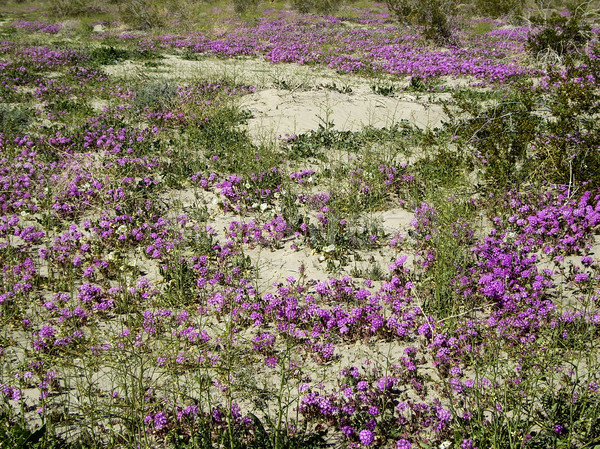 Flores silvestres florescer deserto natureza montanhas cacto Foto stock © emattil