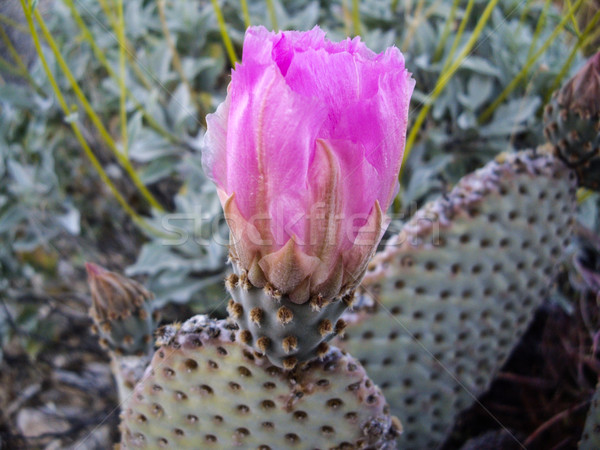 Prickly pear cactus blossom Stock photo © emattil