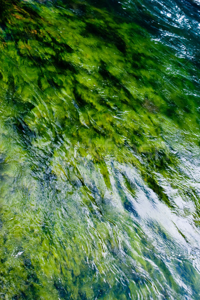 Green Algae River Stock photo © emattil