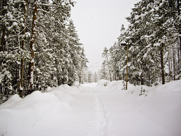 Snowy trails in Yellowstone Park Stock photo © emattil