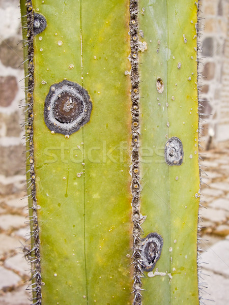 Square Cacti Stock photo © emattil