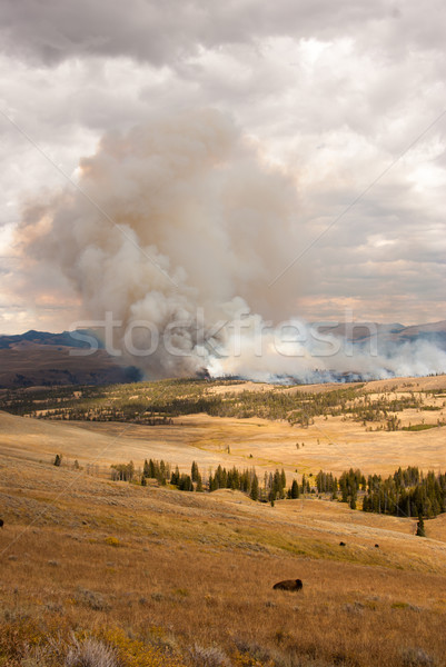 árboles bisonte ver incendios forestales parque Wyoming Foto stock © emattil