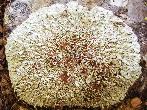 Kolorowy grzyb lasu piętrze kolor wzór Zdjęcia stock © emattil