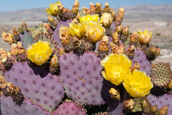 Virágzó citromsárga Nevada sivatag virág természet Stock fotó © emattil