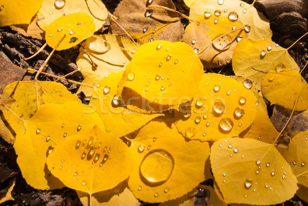 Esőcseppek levelek Colorado víz természet ősz Stock fotó © emattil