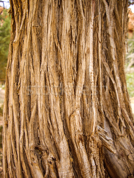 Stock photo: Dry fibers of old tree bark in Bryce Canyon