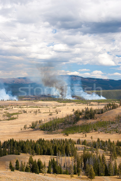 Sporadic forest fires in Yellowstone Park Stock photo © emattil