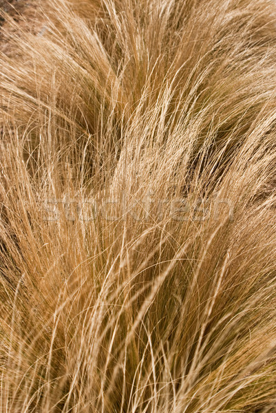 Fényes arany szél textúra fű háttér Stock fotó © emattil