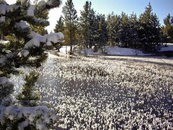 Ice grass on the river in Yellowstone Stock photo © emattil