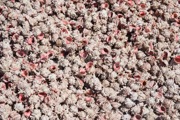 Egzotikus rózsaszín kagylók tengerpart Mexikó utazás Stock fotó © emattil