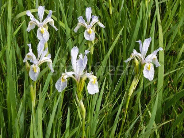 Foto stock: Flores · silvestres · parque · primavera · florecer · primavera · EUA