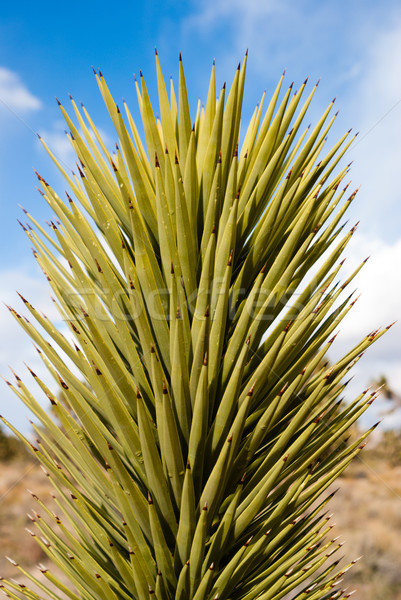 Planta Nevada desierto naturaleza verde arena Foto stock © emattil