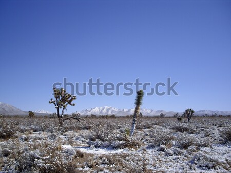 Desert Snow Stock photo © emattil