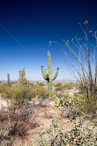 Stockfoto: Woestijn · flora · bloemen · natuur · groene · zand