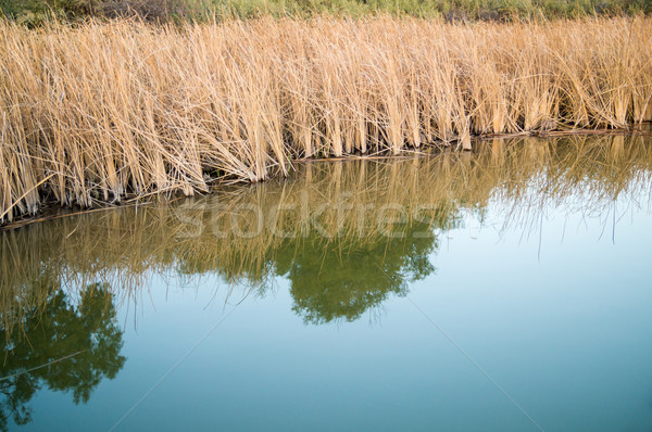 Stock photo: Grasses of Colorado Riverbank