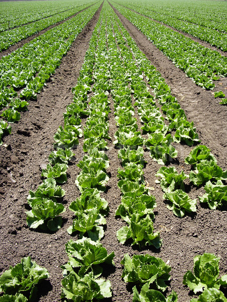 Stock fotó: Saláta · csetepaté · termény · Kalifornia · zöld · növény
