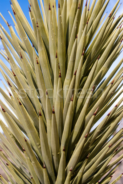 Yucca Leaves Stock photo © emattil