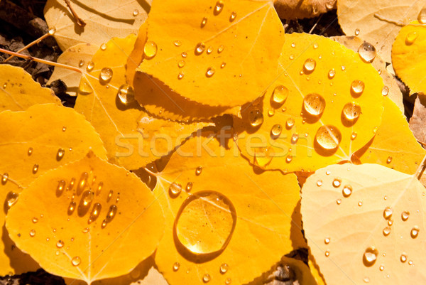 Dew drops on aspen leaves Stock photo © emattil