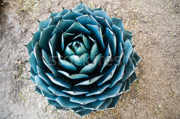 Verde cactus cerchio pattern Foto d'archivio © emattil